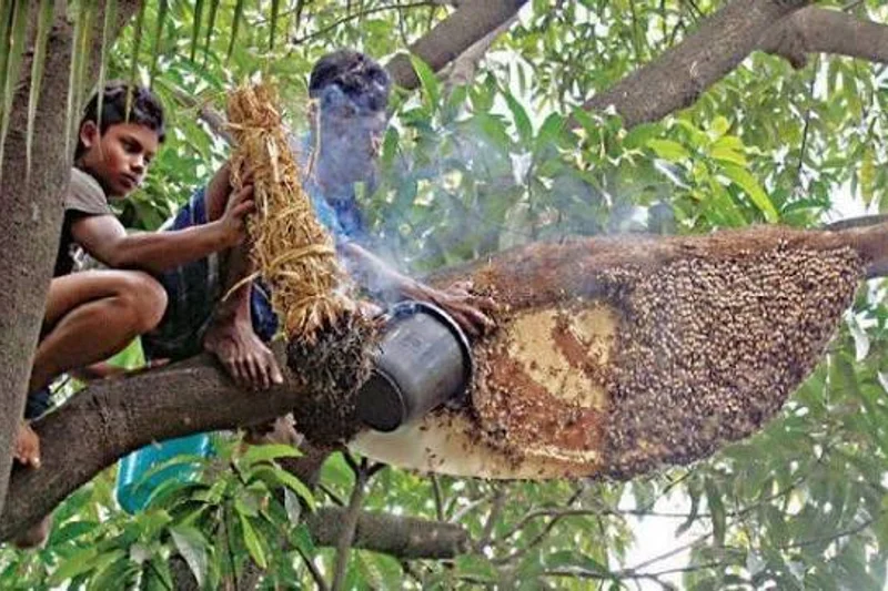 The 'Mawalis' – Pure Wild Honey Collectors